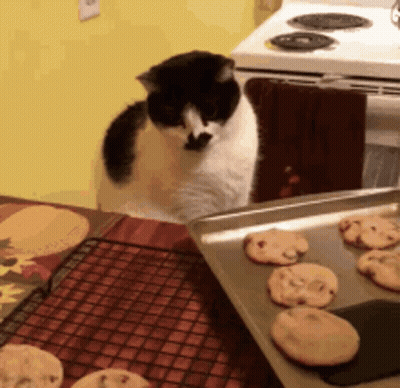 A Black And White Cat Looking At A Tray Of Cookies On A Table GIF