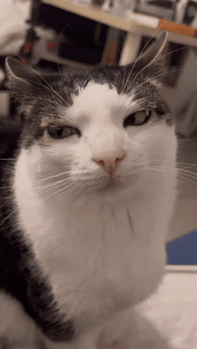 A Black And White Cat Looking At The Camera GIF