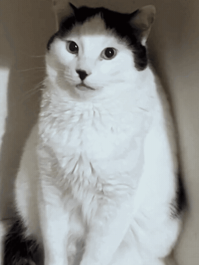 A Black And White Cat Looking At The Camera With A Serious Look On Its Face GIF