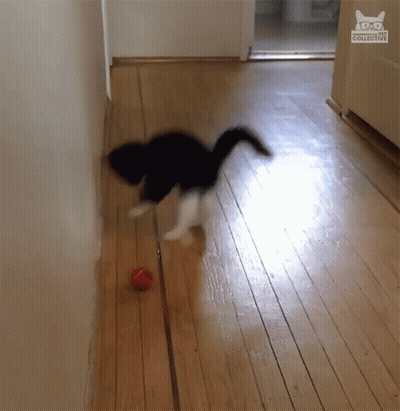 A Black And White Cat Playing With A Red Ball In A Hallway With A Cat Collective Logo On The Corner GIF