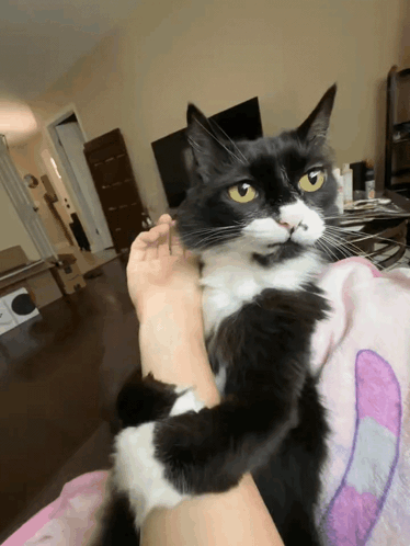 A Black And White Cat Sits On A Person 'S Lap GIF