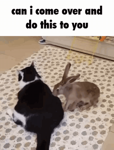 A Black And White Cat Sitting Next To A Rabbit On A Rug With The Words Can I Come Over And Do This To You GIF