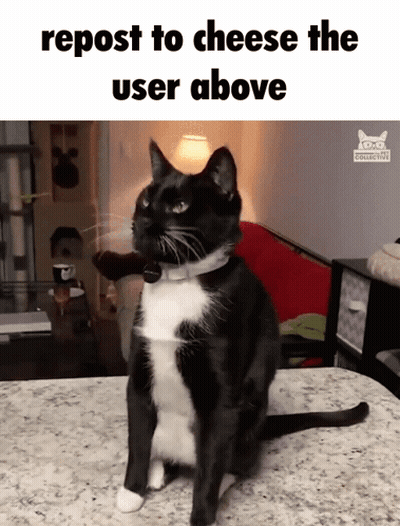 A Black And White Cat Sitting On A Counter With The Words Repost To Cheese The User Above GIF