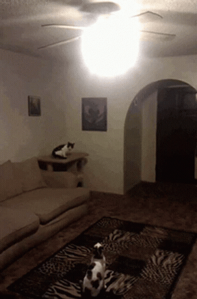 A Black And White Cat Sitting On A Shelf In A Living Room GIF