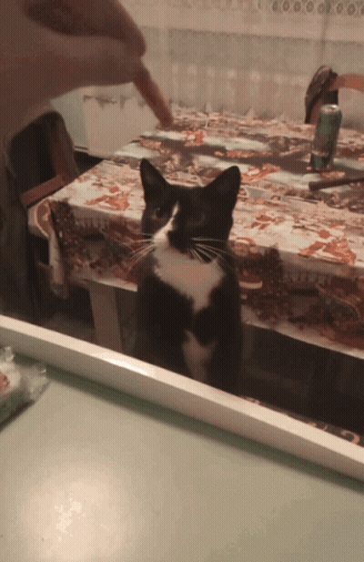 A Black And White Cat Sitting On A Table With A Can Of Soda In The Background GIF