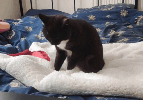 A Black And White Cat Sitting On A White Blanket GIF