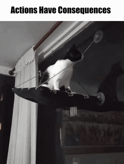 A Black And White Cat Sitting On A Window Hammock With The Words Actions Have Consequences Above It GIF