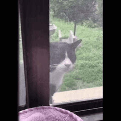 A Black And White Cat Standing In Front Of A Window Looking Out . GIF
