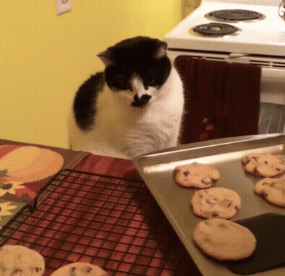A Black And White Cat Standing Next To A Tray Of Chocolate Chip Cookies GIF