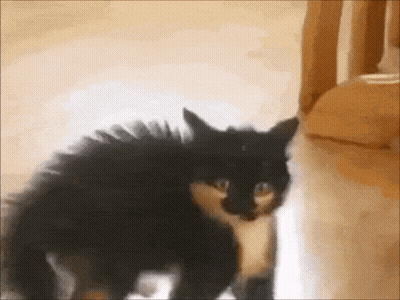A Black And White Cat Standing On A Wooden Floor Looking At The Camera GIF