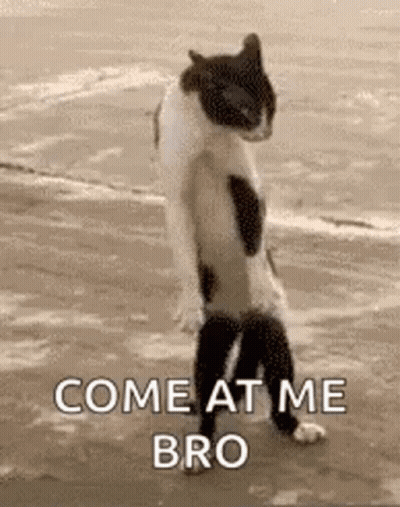 A Black And White Cat Standing On Its Hind Legs On The Beach . GIF