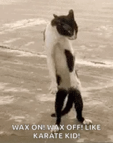 A Black And White Cat Standing On Its Hind Legs On The Beach . GIF