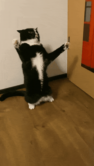 A Black And White Cat Standing On Its Hind Legs With Its Paws Outstretched GIF