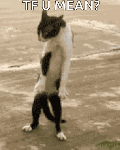 A Black And White Cat Standing On Its Hind Legs With The Words Tf U Mean Below It GIF