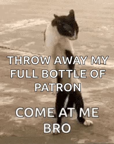 A Black And White Cat Standing On Its Hind Legs With The Words Throw Away My Full Bottle Of Patron Come At Me Bro GIF
