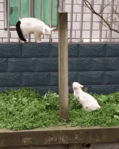 A Black And White Cat Standing On Top Of A Brick Wall Next To A White Dog GIF