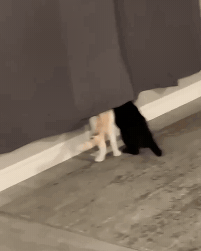 A Black And White Cat Standing Under A Curtain GIF