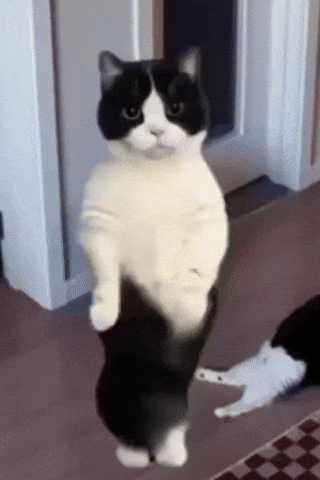A Black And White Cat Standing Up On Its Hind Legs GIF
