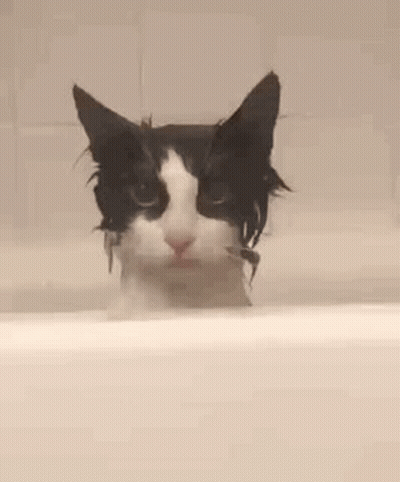 A Black And White Cat Taking A Bath In A Bathtub . GIF