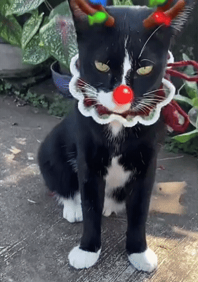 A Black And White Cat Wearing A Christmas Costume With A Red Nose GIF
