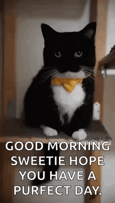 a black and white cat wearing a yellow bow tie is sitting on a wooden shelf .