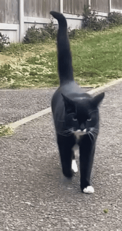 A Black And White Cat With A Long Tail Is Walking Down A Road GIF