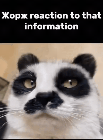 A Black And White Cat With A Mustache Is Looking At The Camera With A Caption That Says " A Reaction To That Information GIF