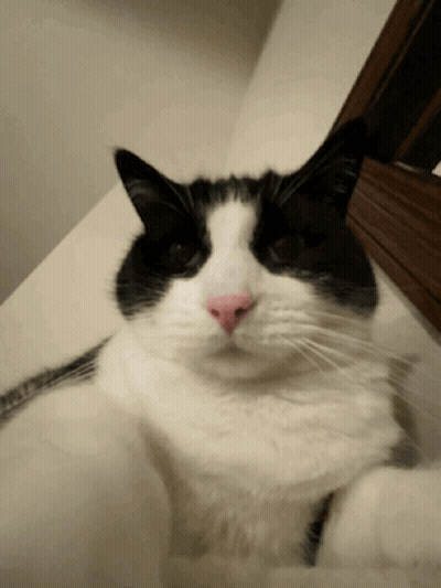A Black And White Cat With A Pink Nose Looking At The Camera GIF