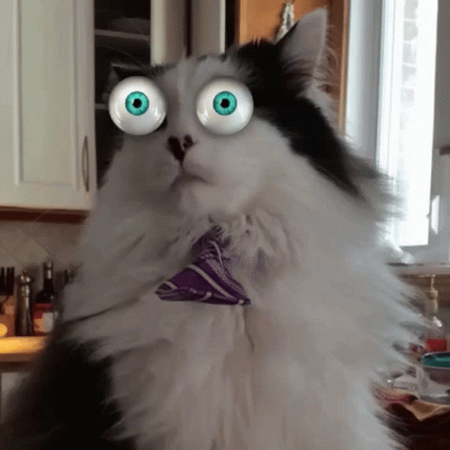 A Black And White Cat With Big Blue Eyes Is Holding A Purple Bag GIF