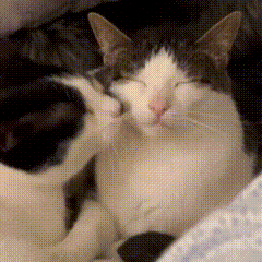 A Black And White Cat With Its Eyes Closed Laying Next To Another Cat GIF