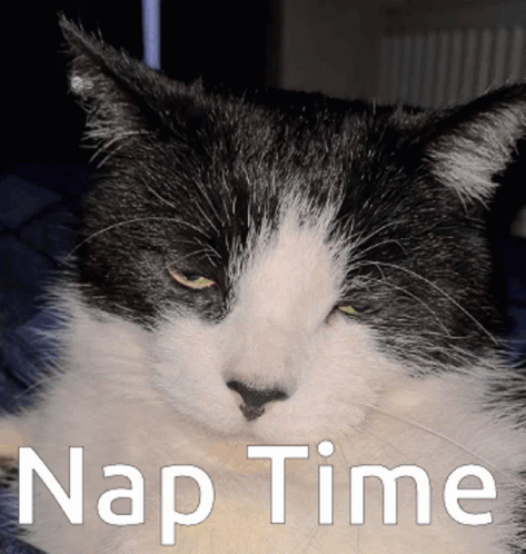 A Black And White Cat With Nap Time Written On The Bottom GIF