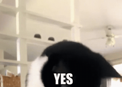 A Black And White Cat With The Word Yes Written On Its Face GIF
