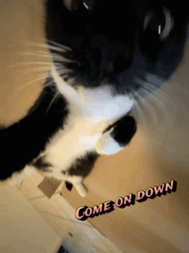 A Black And White Cat With The Words Come On Down On The Bottom Right GIF