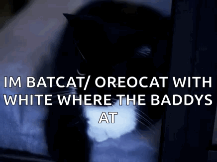 A Black And White Cat With The Words `` Im Batcat / Oreocat With White Where The Baddys At '' GIF