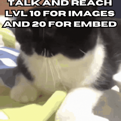 A Black And White Cat With The Words Talk And Reach Lv 10 For Images And 20 For Embed GIF