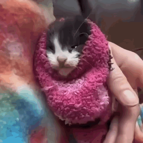 A Black And White Cat Wrapped In A Pink Blanket . GIF
