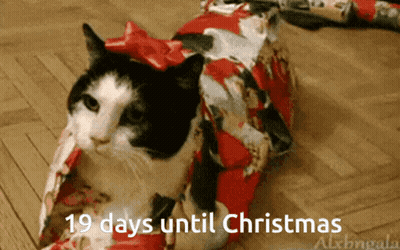 A Black And White Cat Wrapped In Christmas Wrapping Paper With The Words 19 Days Until Christmas Below It GIF