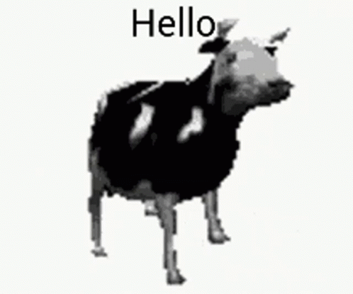 A Black And White Cow Is Standing In Front Of A White Background And Says Hello . GIF