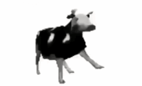 A Black And White Cow Is Standing On A White Background . GIF