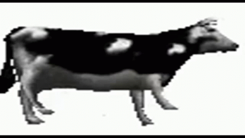 A Black And White Cow Is Standing On A White Surface . GIF