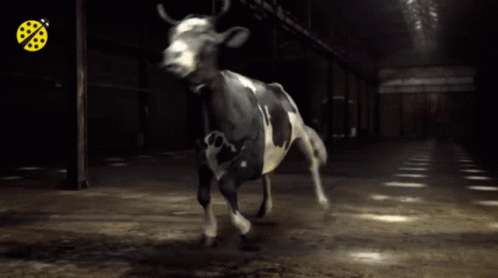 A Black And White Cow Running In A Dark Room GIF