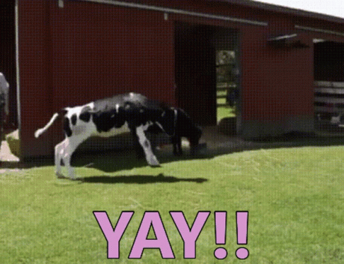 A Black And White Cow Standing In The Grass With The Word Yay Written In Pink GIF