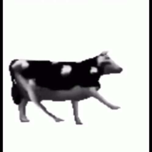 A Black And White Cow Standing On A White Background GIF