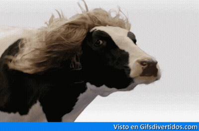 A Black And White Cow With A Wig On Its Head And The Website Visto En GIFs Divertidos.com GIF