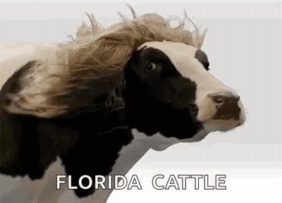 A Black And White Cow With A Wig On Its Head Is Wearing A Wig . GIF
