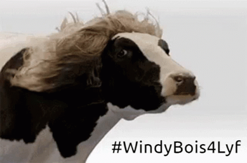 A Black And White Cow With A Wig On Its Head With # Windy Bois4lyf Written Below It GIF