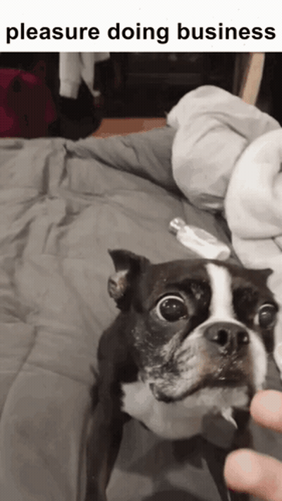 A Black And White Dog Is Being Held By A Person With The Words Pleasure Doing Business Above It GIF