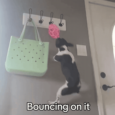 A Black And White Dog Is Jumping On A Hook With The Words Bouncing On It Below It GIF
