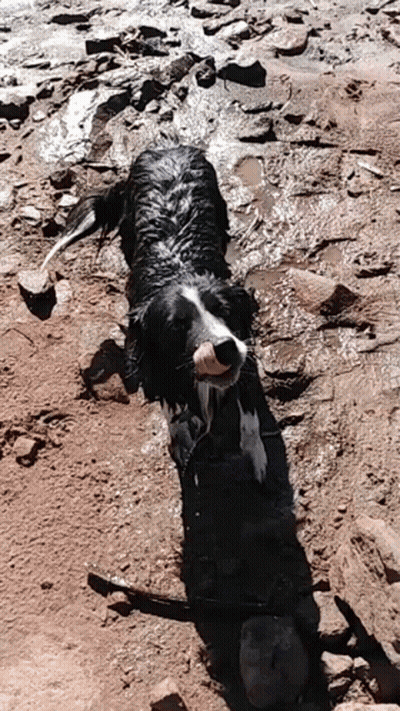 A Black And White Dog Is Laying In The Dirt And Water . GIF
