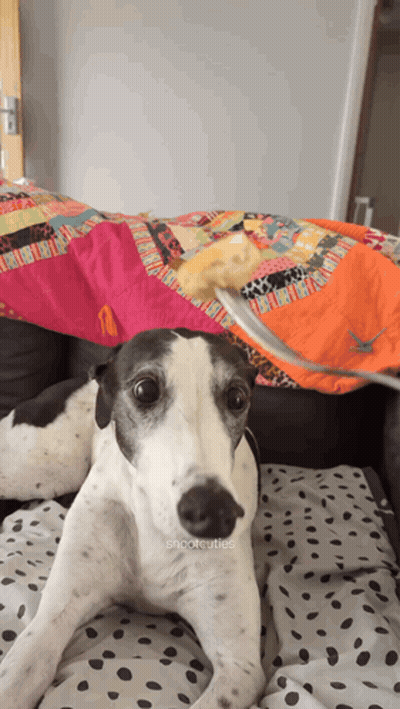 A Black And White Dog Is Laying On A Bed With A Blanket On Top Of It GIF